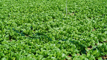 cabbage growing well in the field
