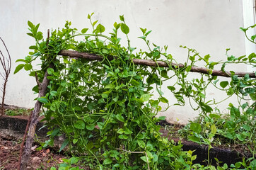 Spanach Growing Over Wooden Cross Bar