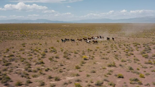 Aerial View Around A Pack Of Wild Horses Running On A Desert, Sunny Day, In Colorado, USA - Orbit, Drone Shot