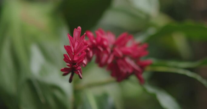 Macro of Flower | Mauritius | Canon C200 4K