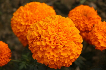 orange marigold flower