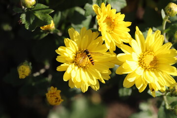 ポットマムの黄色い花の蜜を吸うヒメヒラタアブ