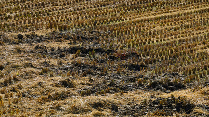 autumn rice paddy after harvest
