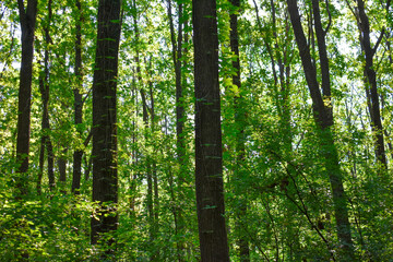 Tall oak forest on a bright sunny summer day