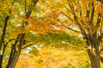 ケヤキの紅葉