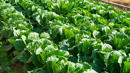 cabbage growing well in the field