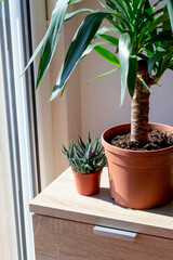 indoor plants aloe and yucca stand on the closet