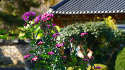 Fototapeta na wymiar a purple chrysanthemum blooming in a temple.