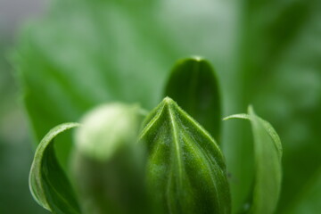 ハイビスカスのつぼみ
