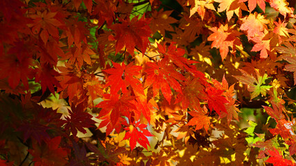 red maple leaf in the autumn