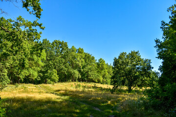 Fototapeta na wymiar Beautiful Ukrainian forest on a summer sunny day