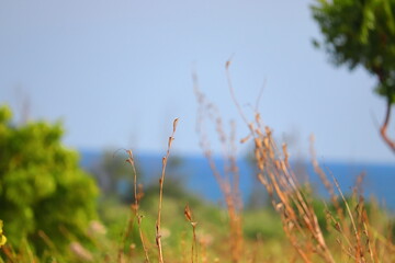 Natural green landscape blurred background.