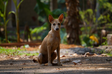 Indian native dog 