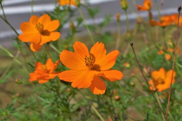 風になびくキバナコスモス
