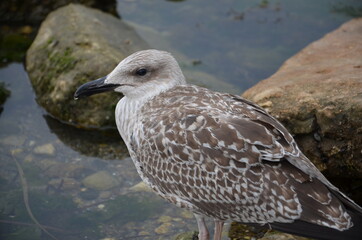 seagull on the beach