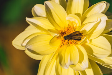 ダリアの花に留まった虫