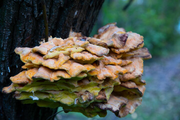group of tree mushrooms on a stem
