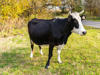 A black and white cow in a meadow near a forest on a bright sunny day looks askance at the photographer