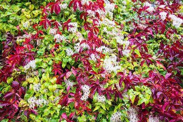 Fototapeta na wymiar colorful garden hedge in autumn close up