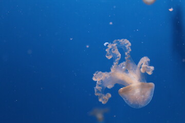 Obraz na płótnie Canvas Jellyfishes in the oceanographic in Valencia, Spain