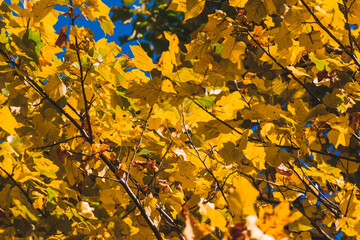 葉が黄色く染まったユリノキ