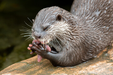 otter eating fish in close up