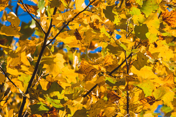 葉が黄色く染まったユリノキ