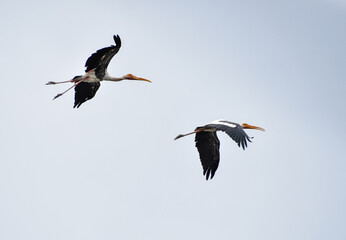 Beautiful painted stork birds flying high in the sky