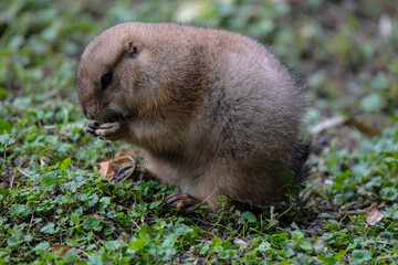 prairie dog standing and eating food
