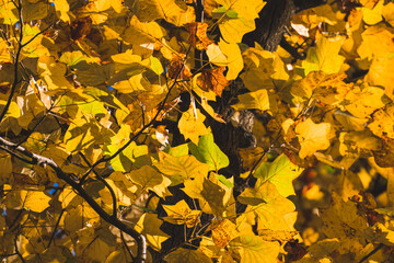 葉が黄色く染まったユリノキ