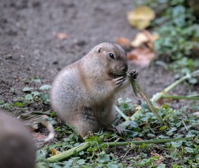 prairie dog standing and eating food
