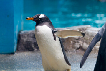 Naklejka premium 水族館のジェンツーペンギン