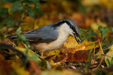 Obraz premium Eurasian nuthatch (Sitta europaea)