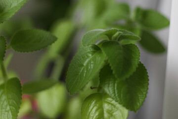 Close up of green mint plant growing in the vegetable garden on the white background