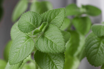Close up of green mint plant growing in the vegetable garden on the white background
