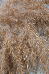 Beige dry reeds as a background. Closeup photo.