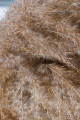 Beige dry reeds as a background. Closeup photo.