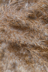 Beige dry reeds as a background. Closeup photo.