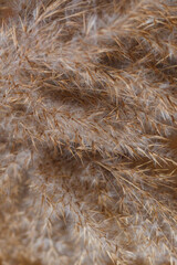 Beige dry reeds as a background. Closeup photo.