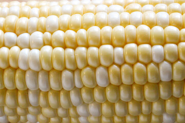 とうもろこし（背景素材）