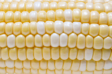とうもろこし（背景素材）