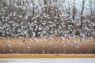 Many black-headed gull, chroicocephalus ridibundus, taking off from the marsh in winter. Flock of white birds flying in the air in autumn nature. Feathered aquatic animals moving above water.