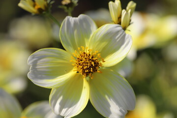 秋の花壇に咲くウインターコスモスの黄色と白のグラデーションの花
