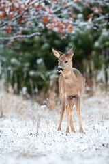 Young roe deer, capreolus capreolus, doe standing on field in winter nature. Wild mammal watching on snowy glade from front. Brown little animal looking on white pasture.