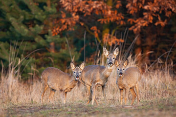 Herd of roe deer, capreolus capreolus, doe standing on dry field in autumn. Three wild female...