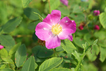 Beautiful blossom flower