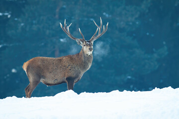 Red deer, cervus elaphus, standing on white meadow in wintertime nature. Wild antlered animal looking to the camera in winter fog. Majestic stag watching on snow in vapor.