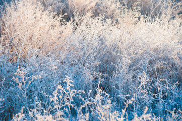 Winter trees in the snow