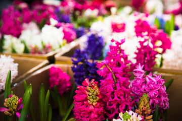 Obraz na płótnie Canvas Selling flowers. Bouquets of colorful irises