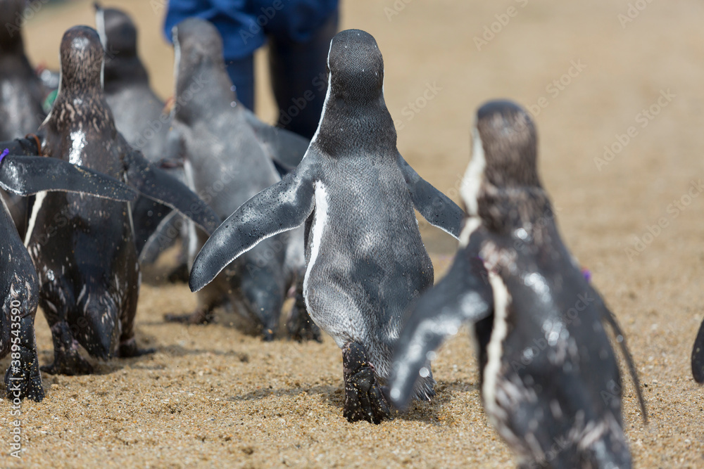 Wall mural 飼育員を追うペンギン